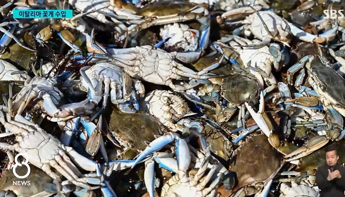 “맛있는 걸 왜 버리냐”...이탈리아 푸른 꽃게 곧 한국 수입한다