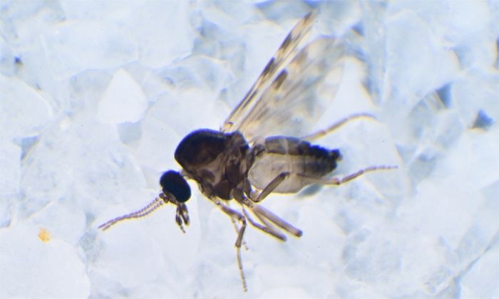 빨대 꽂지 않고 이빨로 ‘물어뜯어’ 피 흡입한다는 신종 ‘독도 모기’의 정체 (영상)