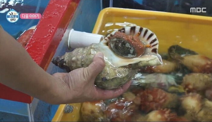 멸종위기종 1급 생물인데 ‘나혼산’에 등장한 횟집서 팔고 있었던 ‘나팔고둥’