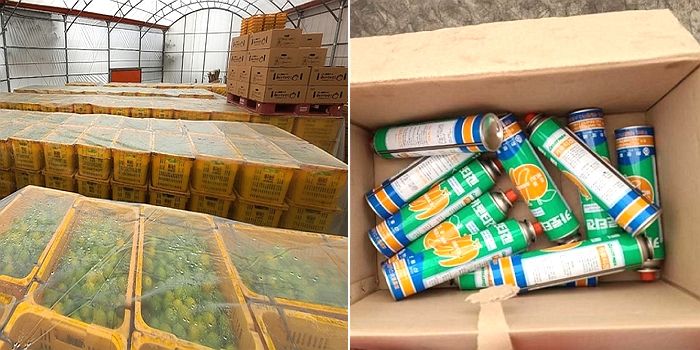 덜 익은 푸른 감귤 17톤 ‘스프레이’ 뿌려 강제 착색한 제주 중간업체 적발 (+영상)