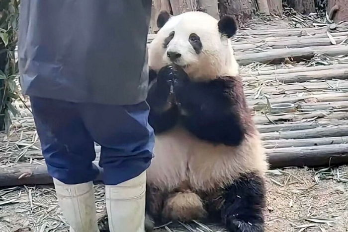 사육사 아빠가 살 빼라고 밥 안 주고 돌아서자 시무룩해져 우는 ‘뚱보 판다’