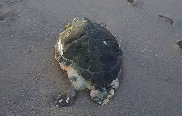 속초 해변서 해양보호생물 ‘붉은바다거북’ 죽은 채 발견