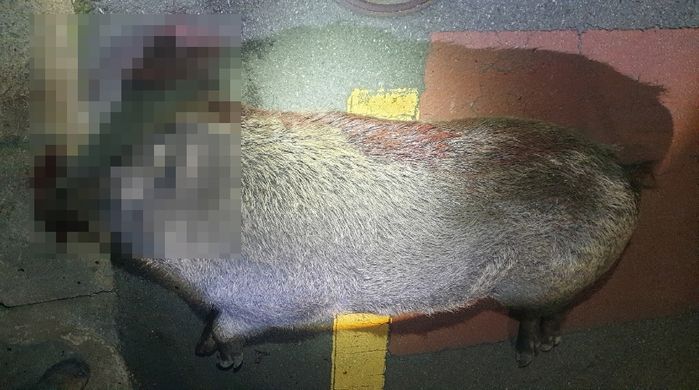 추석 보름달 보러 나왔다가 ‘100kg 멧돼지’ 보고 기겁한 부산 시민들