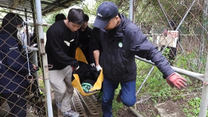 강원도 화천 산자락, 웅담 채취용 사육장서 고통받던 반달가슴곰 ‘주영이’ 구출