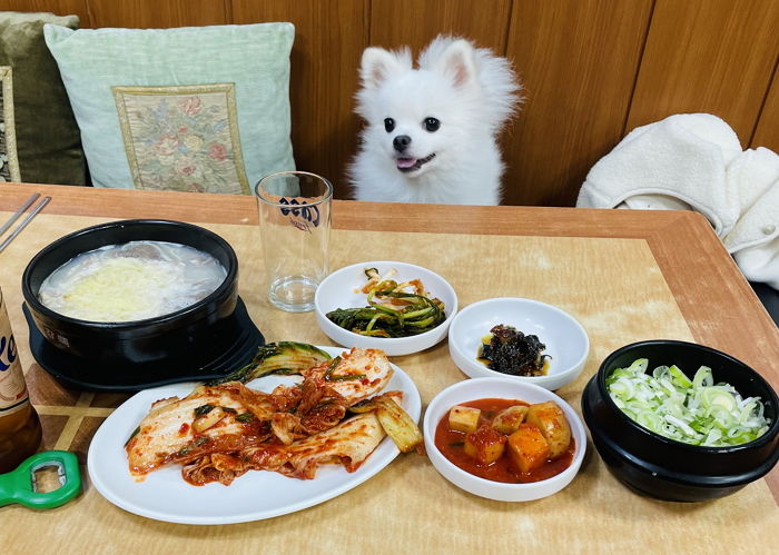 혼밥하러 가면 사장님이 키우는 강아지 ‘모찌’가 앞에 앉아 ‘밥 친구’ 해주는 설렁탕집