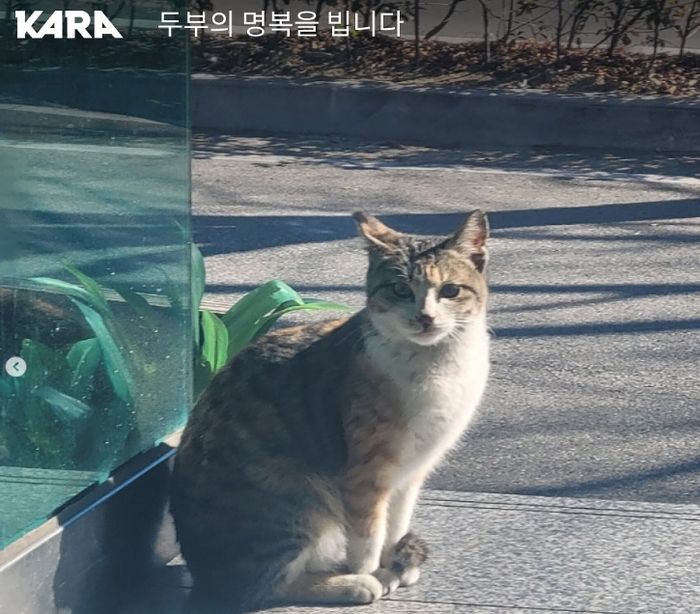 “울음소리 스트레스 받아”...고양이 담벼락에 16번 내려쳐 죽인 20대, 항소심도 집유
