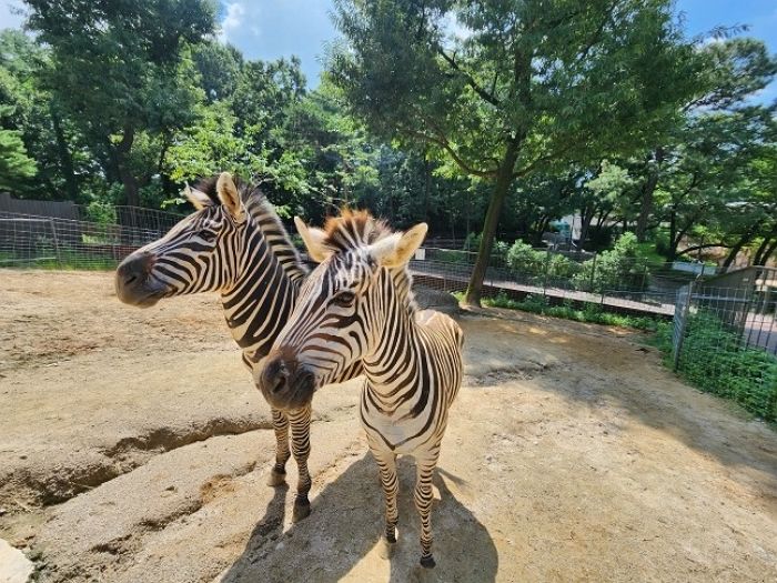 어미 죽고 방황하다 동물원 탈출했던 얼룩말 ‘세로’...위로해 주던 여친 ‘코코’도 급사