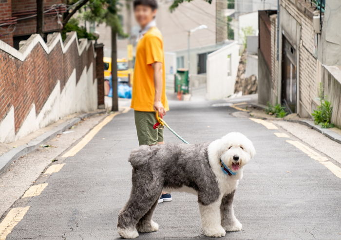 짧은 ‘가을’ 끝나버리기 전 우리집 댕댕이와 걷기 좋은 산책길 4곳