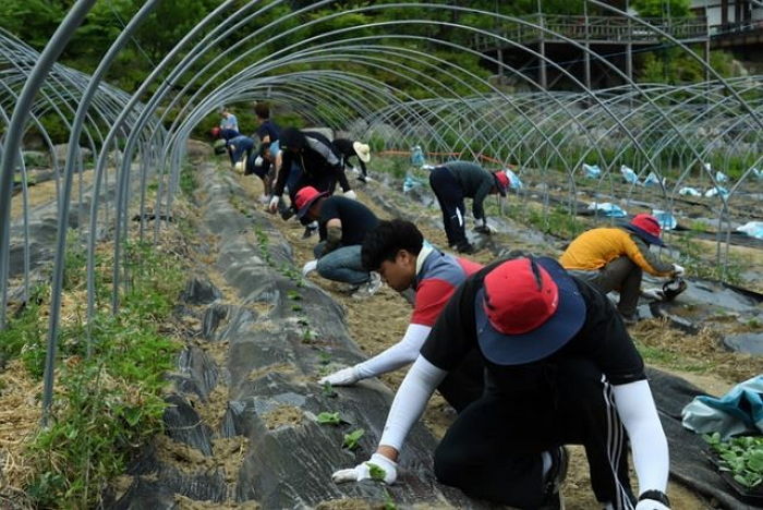 외노자 부족해지자 주6일 토마토·오이 따면 월급 200만원 준다고 청년들 꼬시는 화천군