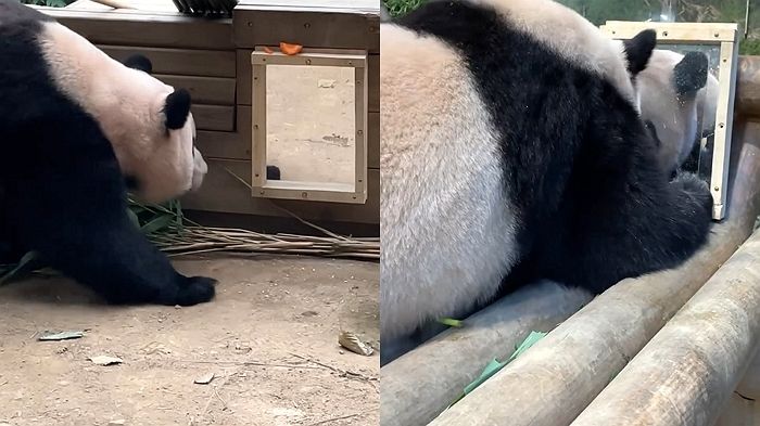 곧 중국 가 신랑감 만날 생각에 ‘거울’보며 벌써부터 미모 관리하는 푸바오 (+영상)