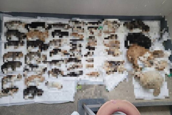 남편과 길고양이 돌보던 치매 할머니, 남편 사망한 뒤 고양이 500마리 사체로 발견