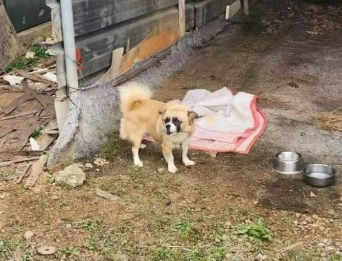 “이사 가는 바람에♡” 황당 쪽지와 함께 주인에게 버려져 안락사 위기 놓인 강아지