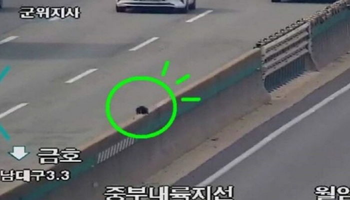 길냥이 한 마리 구하기 위해 경북 고속도로 ‘통제’하고 구출작전 펼친 경찰