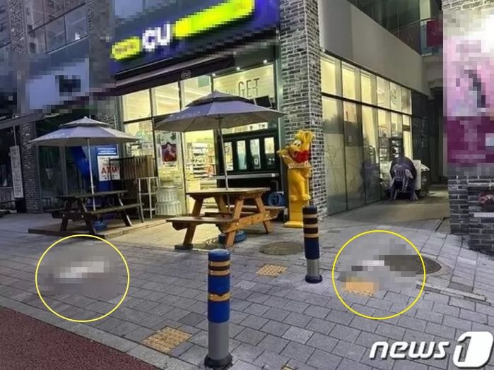기르던 새끼와 어미 고양이 12층서 내던진 30대 남성 이유 들어보니...