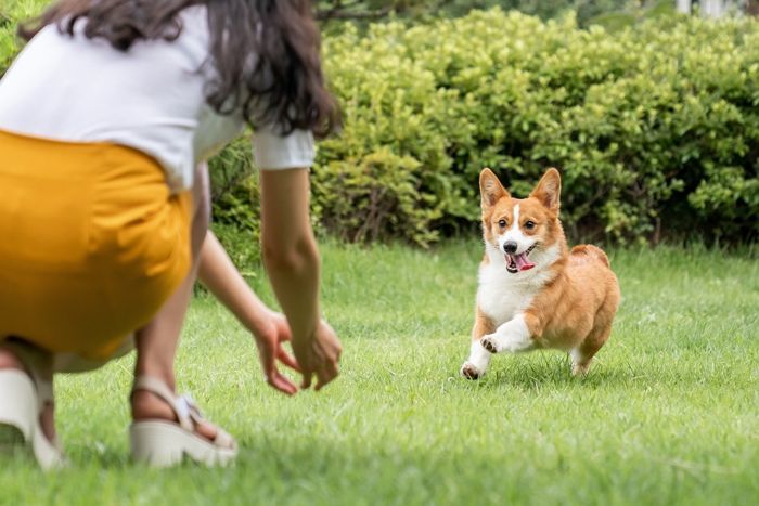 반려견 노화 늦춰 수명까지 늘어나는 ‘강아지 장수약’ 개발됐다