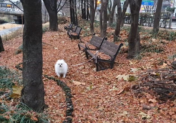 추운 겨울, 성남 탄천변 벤치에 사료와 함께 묶인 채 버려진 포메...안락사 위기