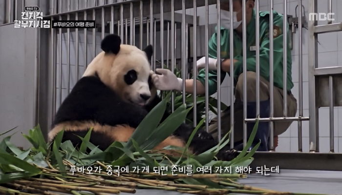 푸바오 마지막 모습 못 본다...중국 적응 도우려고 일부러 중국어로 말 거는 강철원 사육사