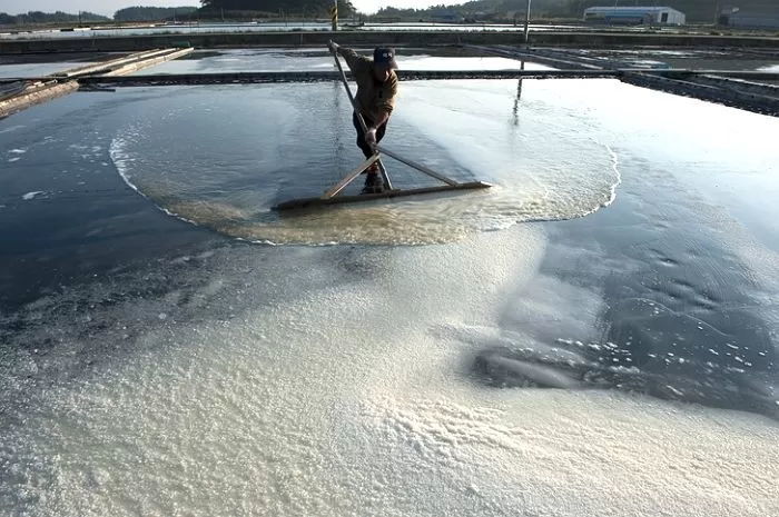 “염전 노예 뽑는거 아닌가요?”...전남 신안군 염전 구인공고 ‘주7일·월급 202만원’ 조건