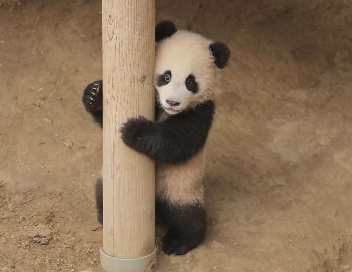 “사람들이 쳐다보니까 부끄러워요”...기둥 뒤에 숨어 얼굴만 빼꼼 내민 ‘극 I 성향’ 후이바오