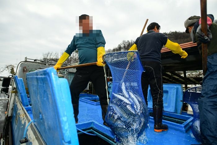 동물 시민단체 “산천어 축제는 살생 축제...맨손 잡기 즉각 중단하라”