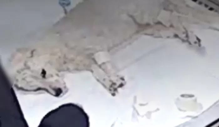 인사이트