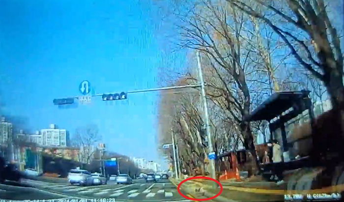 목줄 없던 강아지, 갑자기 도로 뛰어들어 사망하자 ‘장례비’ 요구하는 견주 (영상)