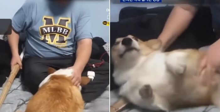 반려견 검도용 죽도로 때리고 “해부해 버린다” 위협하는 장면 생중계한 유튜버
