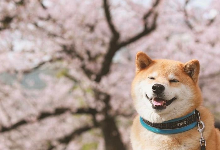 환한 미소로 사랑받던 댕스타 시바견 ‘마루’, 무지개다리 건넜다