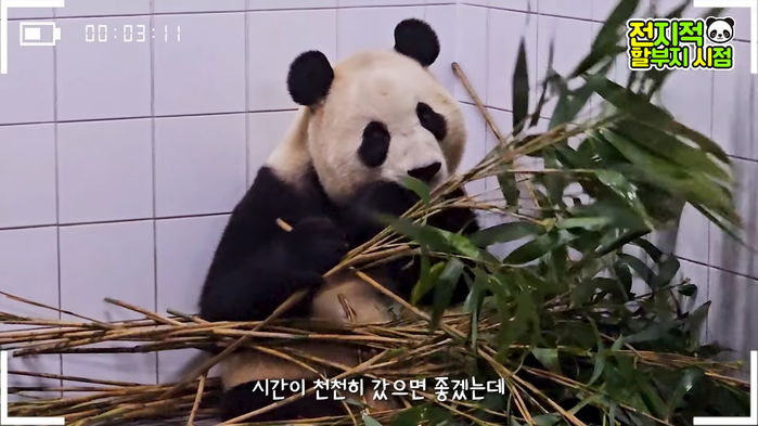 두 달 뒤 중국 가야 하는데...사육사 할부지가 이별 언급하자 헤어지기 싫어 붙잡는 푸바오 (영상)