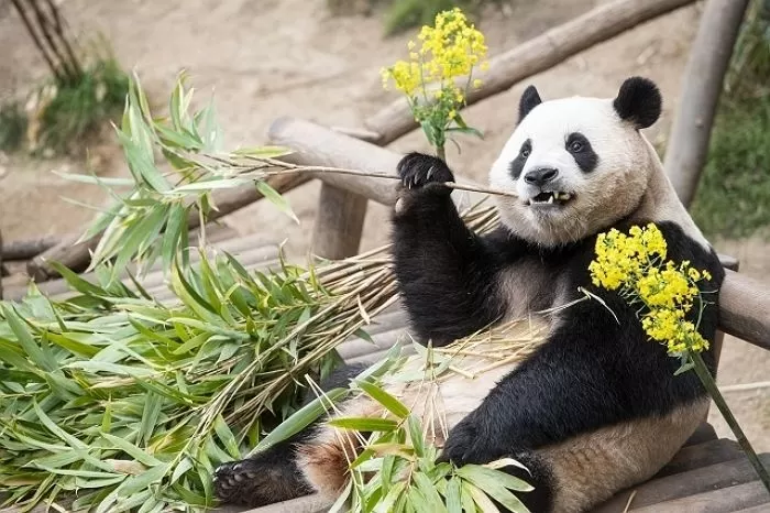 푸바오 / 삼성물산 제공