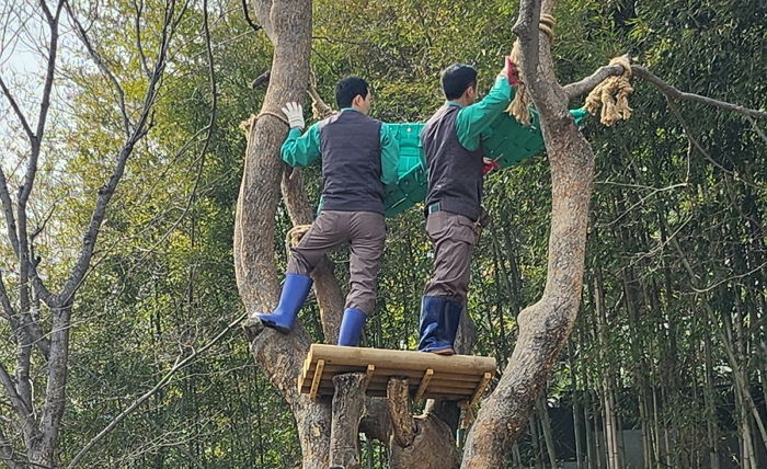 푸바오가 지냈던 해먹+벤치 철거하면서 씁쓸해하는 사육사 할부지들 (영상)