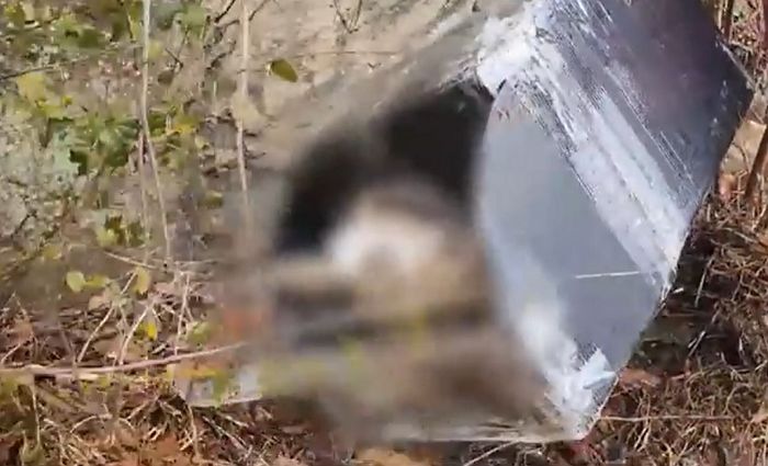 전남 완도 산책로서 길고양이 36마리 떼죽음...“누군가 사료 그릇 훼손”