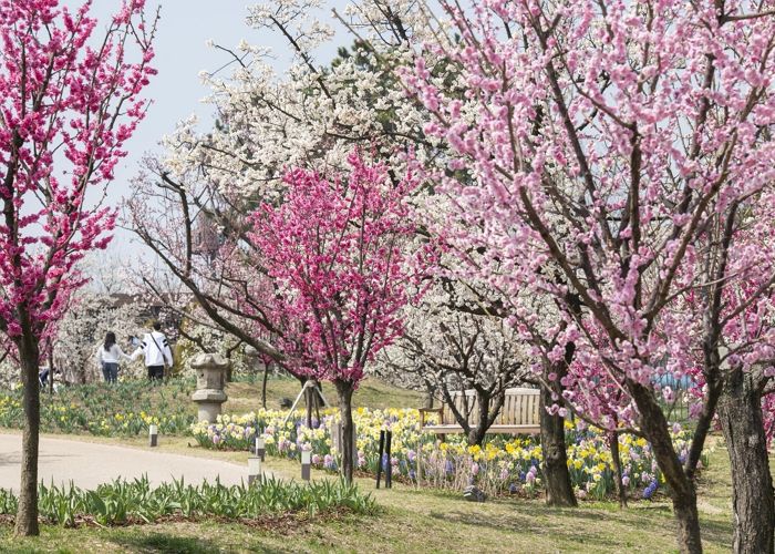 에버랜드 매화 정원 ‘하늘정원길’, 사전 예약에 6천명 몰리며 인기 입증