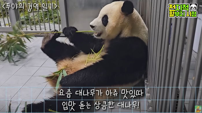 중국행 앞두고 내실 생활 중인 푸바오 근황...사춘기 시작돼 짜증 폭발했다 (영상)