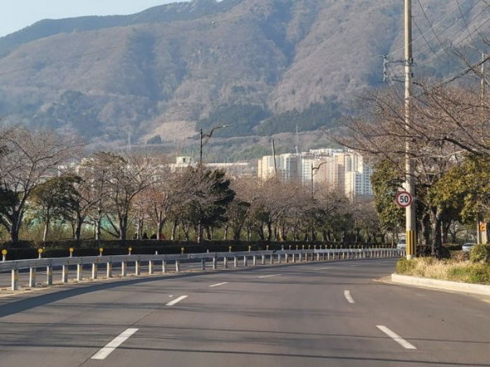 진해군항제 개막했는데...벚꽃 없는 벚꽃축제 상황 (현장 사진)