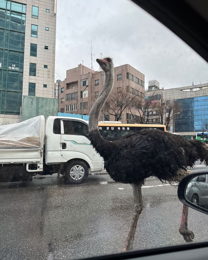 갑갑한 우리 탈출해 자유롭게 성남 한복판 내달린 ‘타조’...1시간 만에 붙잡혔다