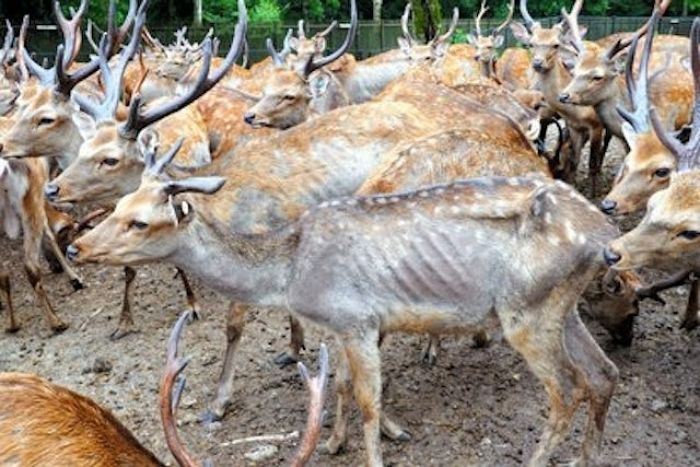 관광객 그리워하다 앙상하게 마른 일본 ‘유명 사슴공원’ 사슴들...1년 새 65마리 폐사