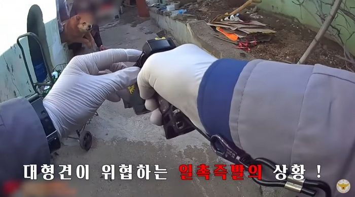 할아버지 덮친 40kg ‘대형견’이 달려드는 위급한 순간, ‘테이저건’ 발사해 제압한 경찰 (영상)