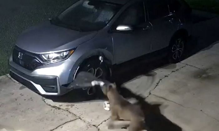 고양이 한마리 잡겠다고...주차된 SUV 차량 만신창이 만든 맹견들
