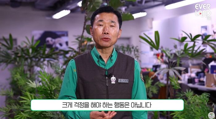 푸바오가 무한 반복 ‘앞구르기’에 대해 강철원 사육사는 이렇게 말했다