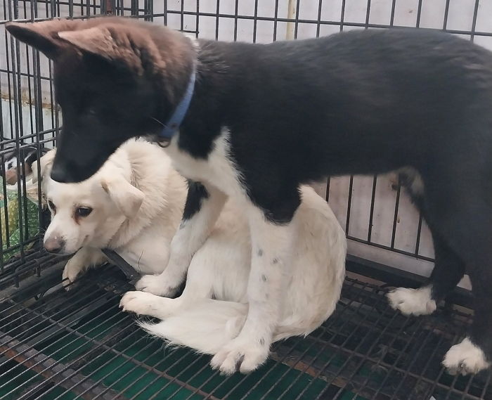 보신탕집에서 둘만 겨우 살아남아 언니 흰둥이 지켜주는 까망이...10일 뒤 안락사 위기