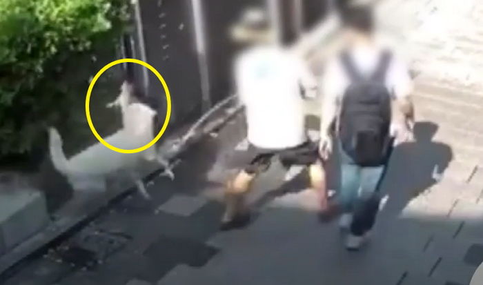 주인과 산책 중이던 진돗개, 화단에 있는 ‘새끼 길고양이’ 공격...생명 위독 (영상)
