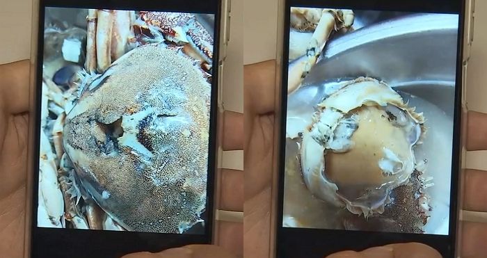 소래포구·노량진 이어...충남 서천 한 수산시장서도 내장 다 녹아내린 ‘썩은 게’ 판매 논란