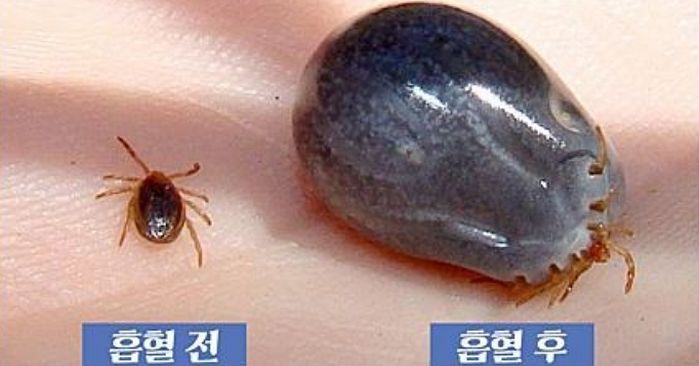 제주서 올해 첫 SFTS 환자 발생... ‘참진드기 주의보’
