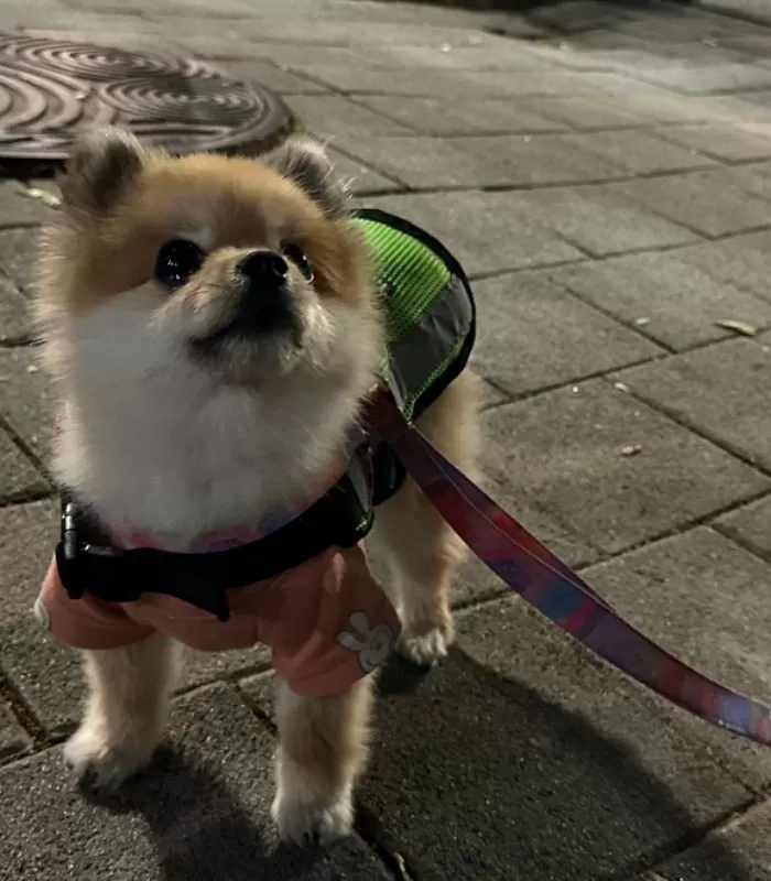 인사이트