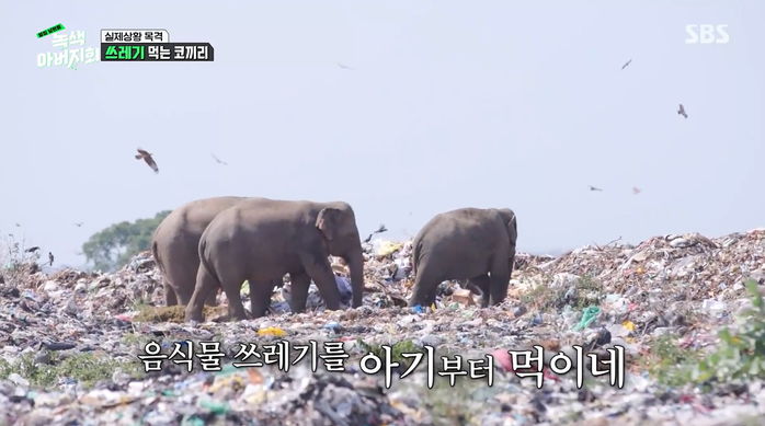 쓰레기산 뒤져 나온 플라스틱·비닐 ‘먹이’인 줄 알고 새끼에게 양보하는 엄마 코끼리들