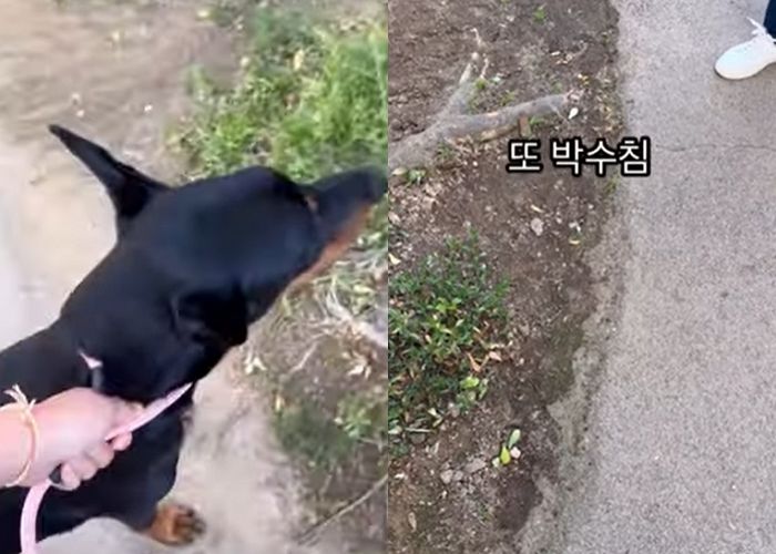 “컨트롤할 수 있는지 궁금해서”...산책하는 도베르만 따라가 손뼉 치고 시비 건 남성 (영상)