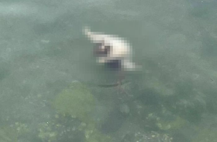 ‘썰물’ 때 바닷가 돌 틈에 묶인 고양이, 밀물 때 도망치지 못하고 익사