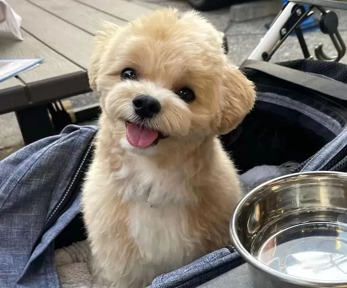 반려동물과 같은 테이블에 앉아 밥 먹는 식당·카페, 알고 보니 모두 ‘불법’