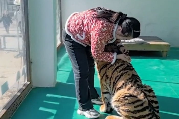 따끔한 주사 한방에 ‘호무룩’ 해져 사육사에게 뿌엥거리는 아기 호랑이 (영상)